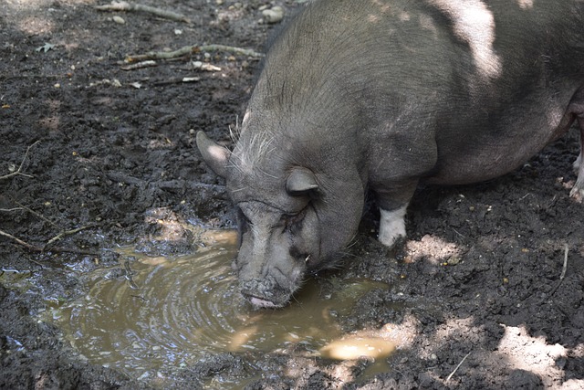 企业可以 企业可以